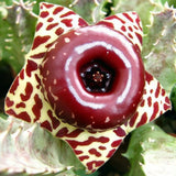 Starfish Cactus Plant in 2 Inch Pot, Live Indoor Succulent for Pot and Hanging Basket, Easy Care Indoor, Outdoor Plants