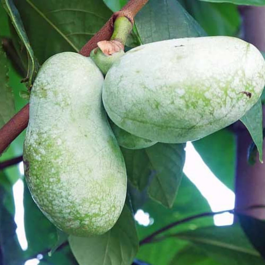 Pack 2 Pawpaw Trees Live Plants 1 Year Old Well-Rooted Paw Paw Asimina Triloba, 6 to 15 Inc Tall, Mango Papaya Like