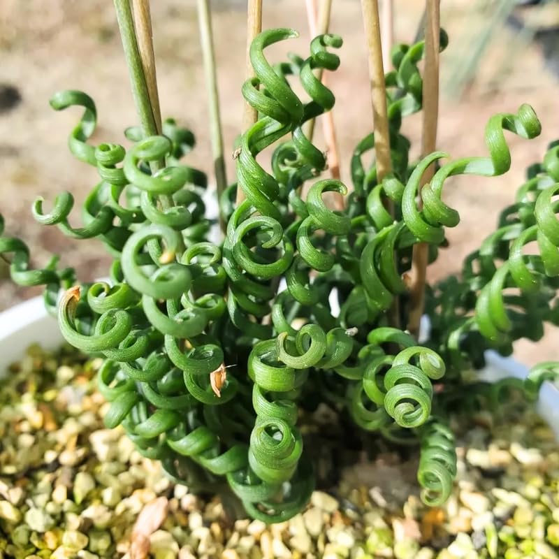 Albuca Live Plant, Rare Spiral Leaf Succulent, 4 Inch Pot, Curly Grass Easy Care Indoor Plant
