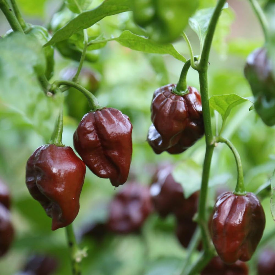 20 Chocolate Scotch Bonnet Pepper Seeds for Planting, Heirloom Hot Pepper Variety