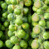 Set of 2 Pot Brussel Sprouts Plants Live, Brussel Sprouts Plants, Vegetable Seedlings, 4 Inch Pot for Outdoor Growing