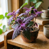 Gynura Velvet Plant, Purple Passion Plant, Velvety Purple Leaves, 4 Inches Pot 4-7 Inches Tall, Well Rooted for Indoor Houseplant