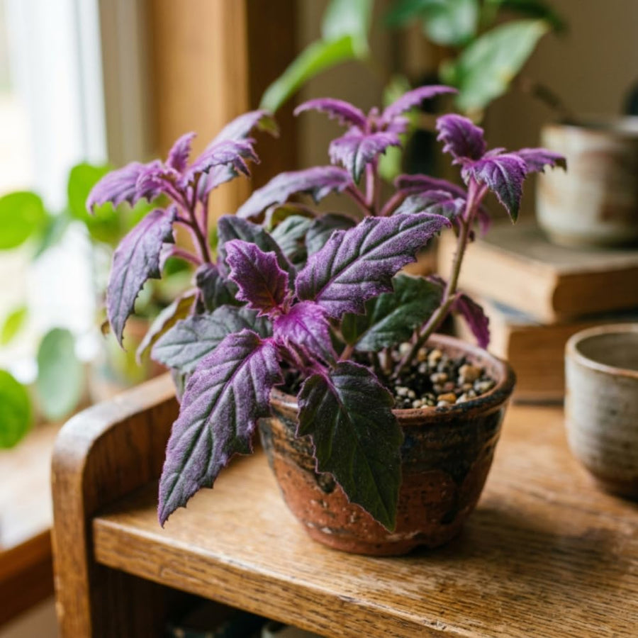 Gynura Velvet Plant, Purple Passion Plant, Velvety Purple Leaves, 4 Inches Pot 4-7 Inches Tall, Well Rooted for Indoor Houseplant