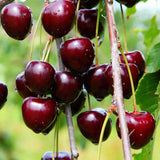 2 Wild Black Cherry Trees Live Plants, Sweet Cherry Plant Live Fruit Tree, 12-18 Inc Height, Cold Hardy Cherry Tree Plant for Planting, Bareroots Dormant