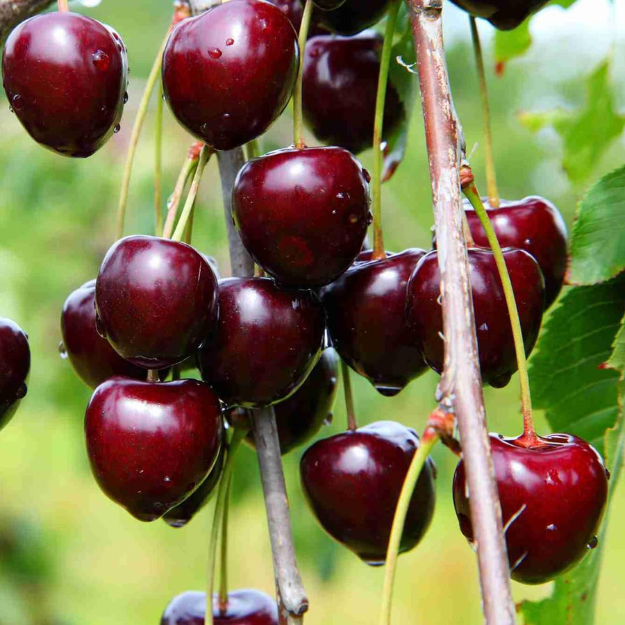 2 Wild Black Cherry Trees Live Plants, Sweet Cherry Plant Live Fruit Tree, 12-18 Inc Height, Cold Hardy Cherry Tree Plant for Planting, Bareroots Dormant