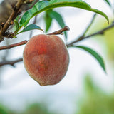 Sweet Red Color Peach Tree Live Plant, 12-18" in Tall, Cold Hardy in Gallon Pot for Planting, Outside Planting, No CA