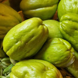 Chayote Squash Plant, Vegetable Plant Live for Gardening Outdoor, 8-10 Inches Tall