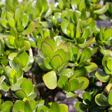 Live Jade Plants Crassula Ovata, Jade Plant, Live Succulent Plant Fully Rooted in 3-5 inch Starter in 2 Inch Pot for Houseplant Growing
