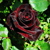 Well-Rooted Rose Live Plant, Climbing Roses Live Plant, Fragrant Climber Plant for Planting, No Leaf, Trim Back, 5-9" in Tall, Bare Root (Black Velvet)