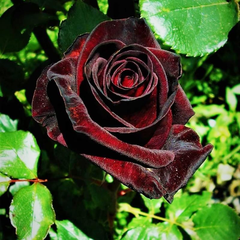 Well-Rooted Rose Live Plant, Climbing Roses Live Plant, Fragrant Climber Plant for Planting, No Leaf, Trim Back, 5-9" in Tall, Bare Root (Black Velvet)