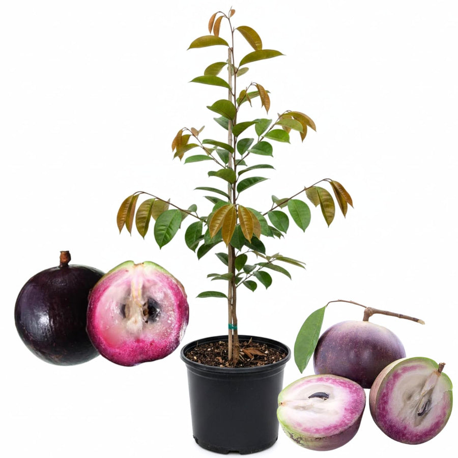 Purple Star Apple Tree Live Plant, 2-3 Feet, in 1 Gallon Pot, Tropical Fruit Tree