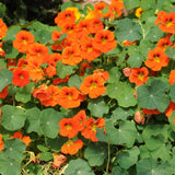 Live Nasturtium Plants in 4'' Pot, Hardy Nasturtium Vine Plant for Outdoor Planting, 4-6 Inc Tall, Edible Leaves, 2 Plants per Pot