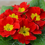 Red Primrose Live Plant, Primrose Flower Plant in 4'' Pot, 4-6'' Tall, Hardy Primrose Flower Plant, Colorful Blooms, Perennial Plants