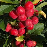 2 Dolgo Crabapple Plants Live, Crabapple Trees Live Plants for Planting 1.5 to 2 Feet Height, White Flowering Crabapple Live Plant