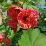 Pink Abutilon Live Plant, Abutilon Flowering Vine, Trailing Lantern Flower Well Rooted 5-7 Inch Tall
