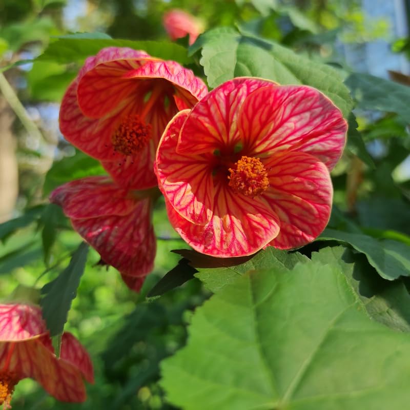 Pink Abutilon Live Plant, Abutilon Flowering Vine, Trailing Lantern Flower Well Rooted 5-7 Inch Tall