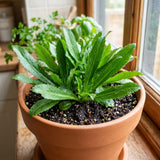 Culantro Plant Live, Culantro Plant, 3-5 Inc Tall, Edible and Fragrant Herbs, Indoor Outdoor Growing