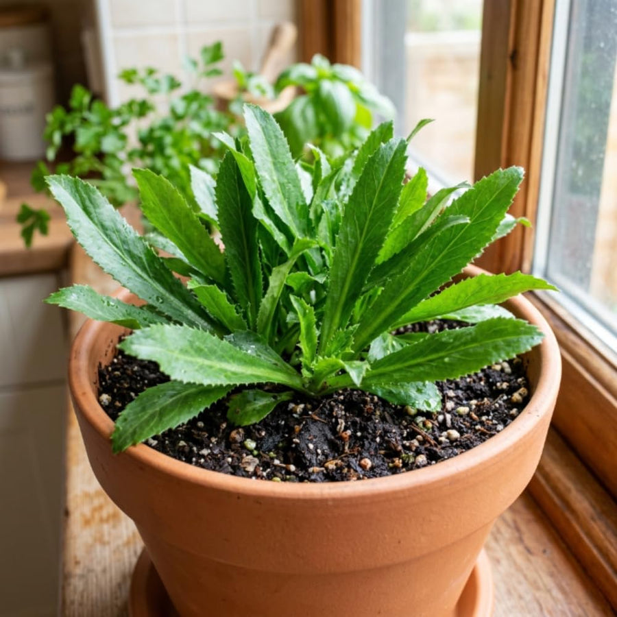 Culantro Plant Live, Culantro Plant, 3-5 Inc Tall, Edible and Fragrant Herbs, Indoor Outdoor Growing