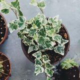 English Ivy Plant Live 4'' Pot, Fast-Growing Trailing Houseplant, Hardy English Ivy Groundcover, Indoor Outdoor Growing (Green White Ivy)