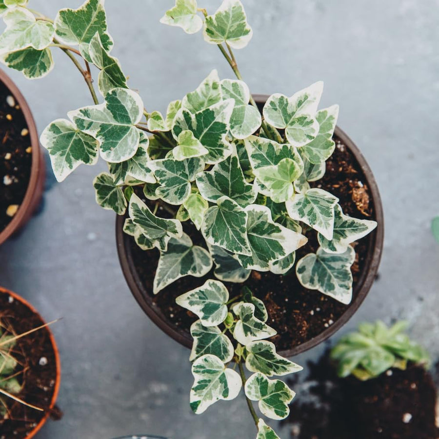 English Ivy Plant Live 4'' Pot, Fast-Growing Trailing Houseplant, Hardy English Ivy Groundcover, Indoor Outdoor Growing (Green White Ivy)