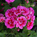 Pink White Geranium Plants Live, 2 Plants, Geranium Flower Plants, Size Plant 4 Inches
