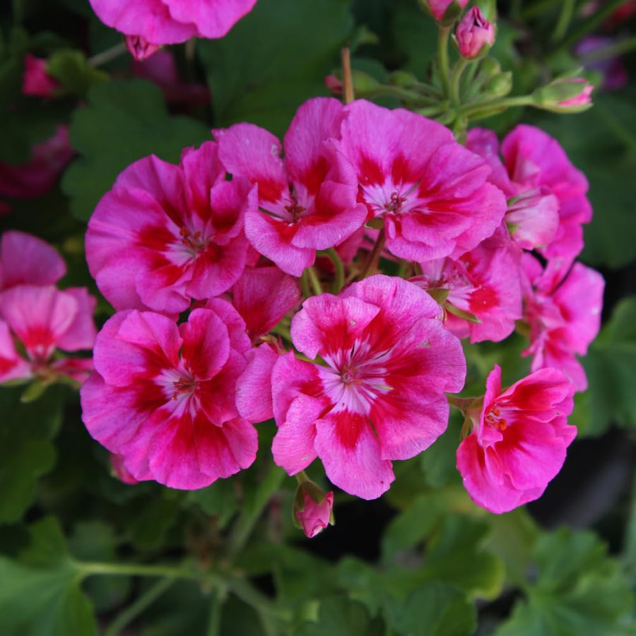 Pink White Geranium Plants Live, 2 Plants, Geranium Flower Plants, Size Plant 4 Inches