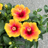 Sunset Hibiscus Plant Live, Hardy Hibiscus Flowers Colorful Blooms for Outdoor Landscapes, 8-10 Inch Height, Hibiscus Shrubs, No Pot, Well-Rooted