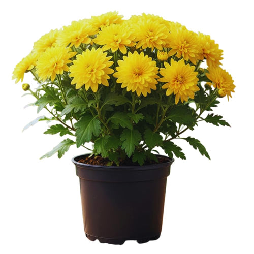 Chrysanthemum Plants Live Tree Well Rooted, 4 to 6 Inches Tall, Mums Plants Live, 2 Plants for The Patio and Garden (Yellow)