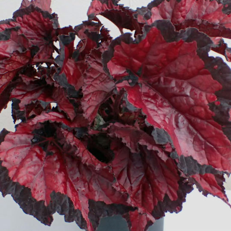 Begonia Live Plant Outdoor, Can Grow As Weeping Begonia, Red Black Leaf, Fast-Growing, Easy-Care Flowering Plant for Gardens Containers, 5-9” Tall, No Pot, Begonia Maculata Plants