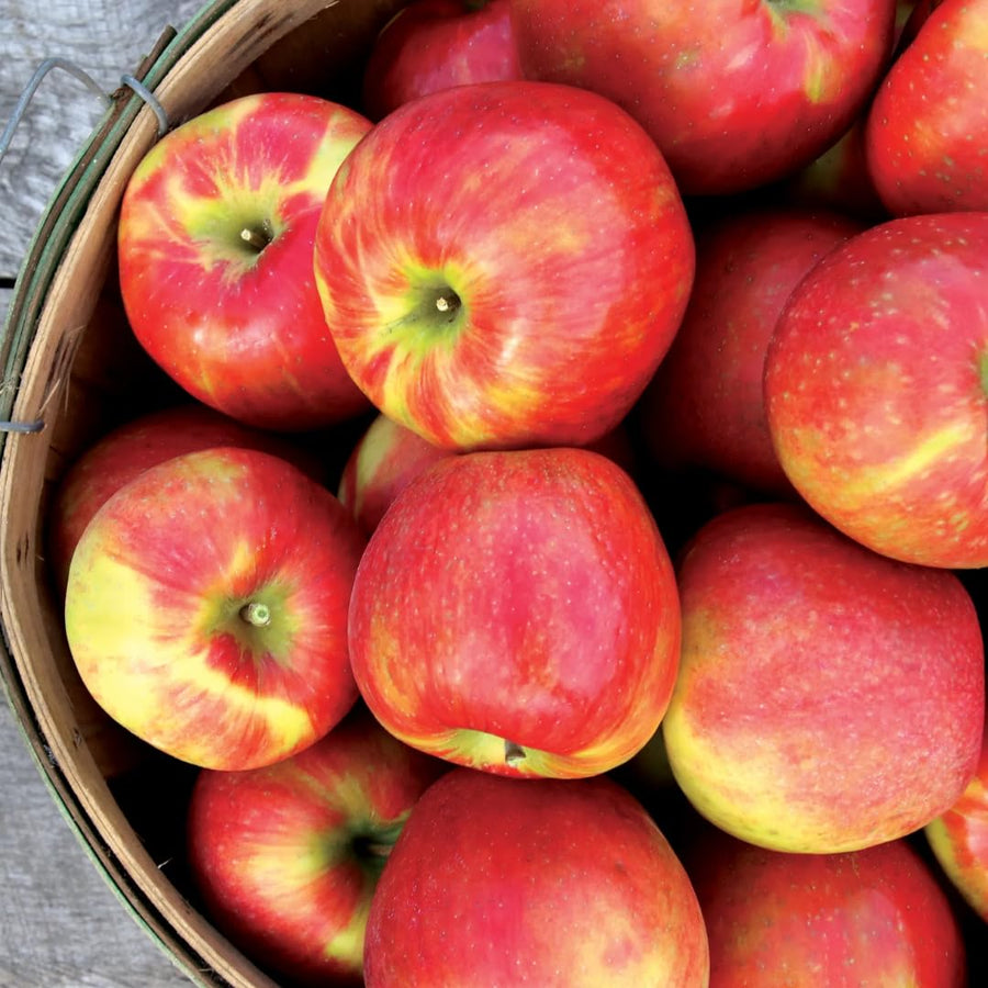 2-3 Ft Apple Tree Live Plant Bare Root, Live Apple Plant, Cold Hardy Fruit Plants for Home Garden Planting Spring (Honeycrisp)
