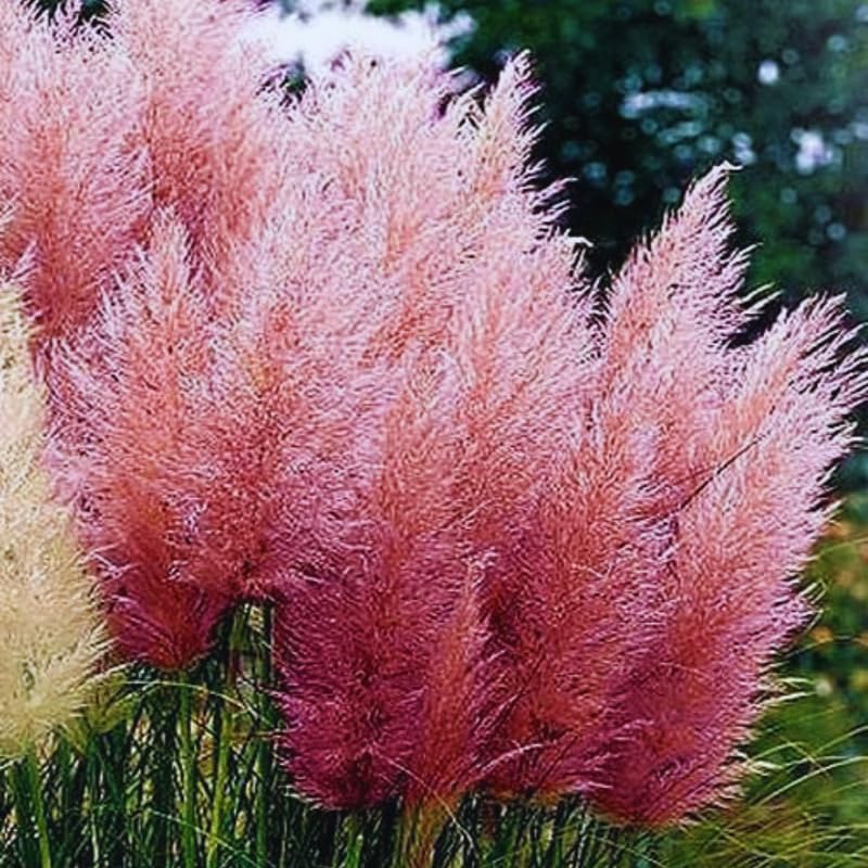 2 Pink Pampas Grass Plants Live from 4 Inches Long, Live Pampas Grass Ornamental Grass Live Plant Gardening