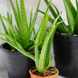 Aloe Vera Plant, Aloe Vera Small Live Plant, Succulent Houseplants 4 Inches Pot for Growing