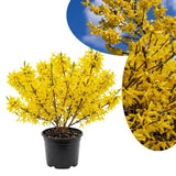 Live Gold Forsythia Plant 5-8" Tall, Forsythia Tree in 2.5 Inch Pot, Ornamental Yellow Flowering Shrub for Garden Beds, Borders, Hedges