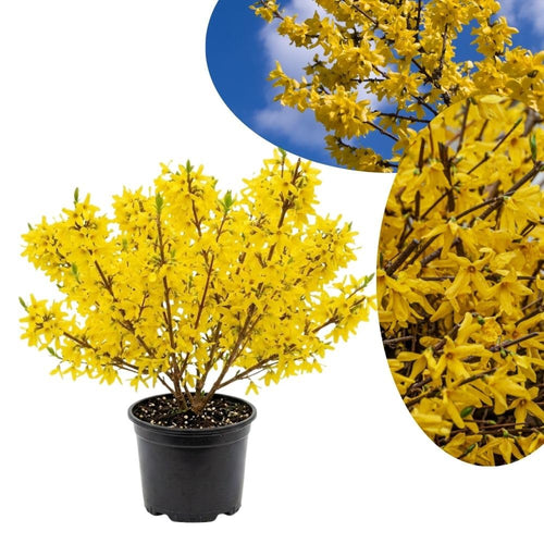 Live Gold Forsythia Plant 5-8" Tall, Forsythia Tree in 2.5 Inch Pot, Ornamental Yellow Flowering Shrub for Garden Beds, Borders, Hedges