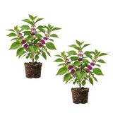 Set 2 American Beauty Berry Tree Live, Purple Beautyberry Shrub, 10-12 Inches Tall, 2-3 Years Old, Purple Berry Plant for Landscape
