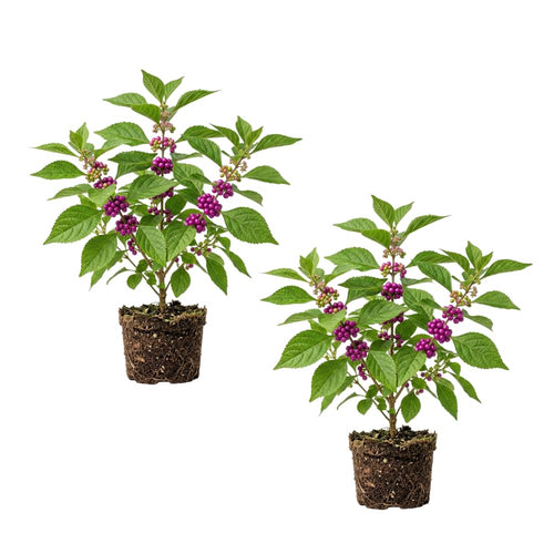 Set 2 American Beauty Berry Tree Live, Purple Beautyberry Shrub, 10-12 Inches Tall, 2-3 Years Old, Purple Berry Plant for Landscape