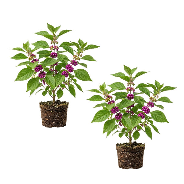 Set 2 American Beauty Berry Tree Live, Purple Beautyberry Shrub, 10-12 Inches Tall, 2-3 Years Old, Purple Berry Plant for Landscape