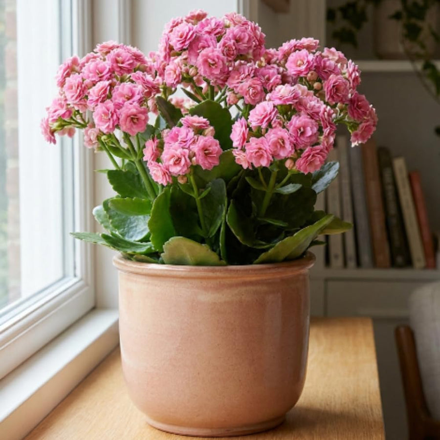 Double Pink Kalanchoe Live Plant, Double Pink Kalanchoe with Flowers, Vibrant Blooms 4-7 Inches Tall in Pot for Indoor Outdoor Houseplant