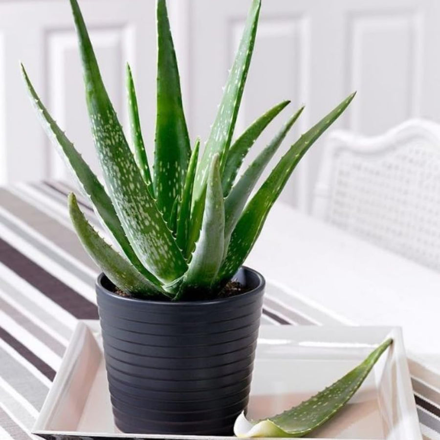 Aloe Vera Live Plant, Large Aloe Succulent Plant Live, 4 Inches Pot for Indoor Outdoor Houseplant