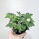 English Ivy Plant Live 4'' Pot, Fast-Growing Trailing Houseplant, Hardy English Ivy Groundcover, Indoor Outdoor Growing (Green White Ivy)