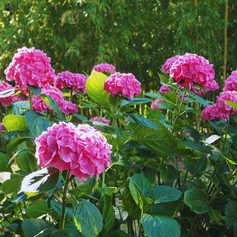 Pink Hydrangea Tree Live Plant, Hydrangea Plant Live Garden, Perennial Flower Shrub Plant, Quart Pot