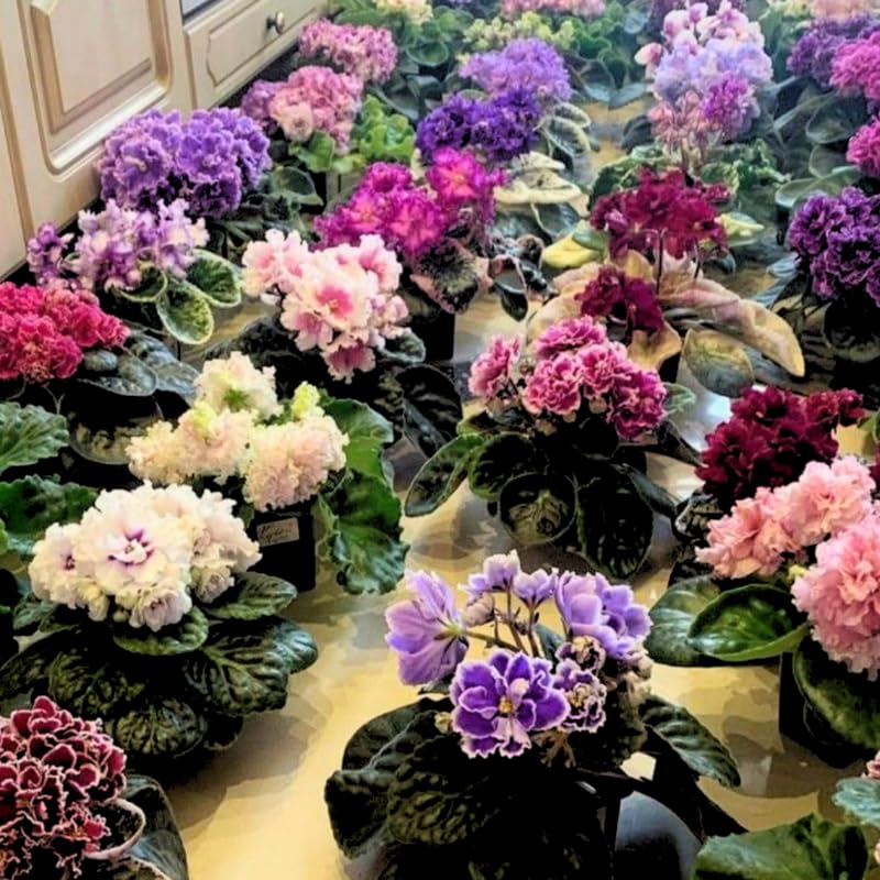 1 Random African Violets Live Plants House Plants in 4" Pot, Vibrant Blooms for Indoor Décor, Home or Office, Easy to Grow