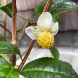 Tea Plant Live, Camellia Sinensis Plant, Green Tea Tree Full Rooted in 1 Gallon Pot, Fragrant White Flowers for Outdoor Growing