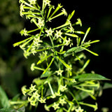 Night Blooming Jasmine Plant Live, Night Jasmine Live Plants Climbing Vine No Pot Indoor Outdoor Fragrant Flower Garden Planting