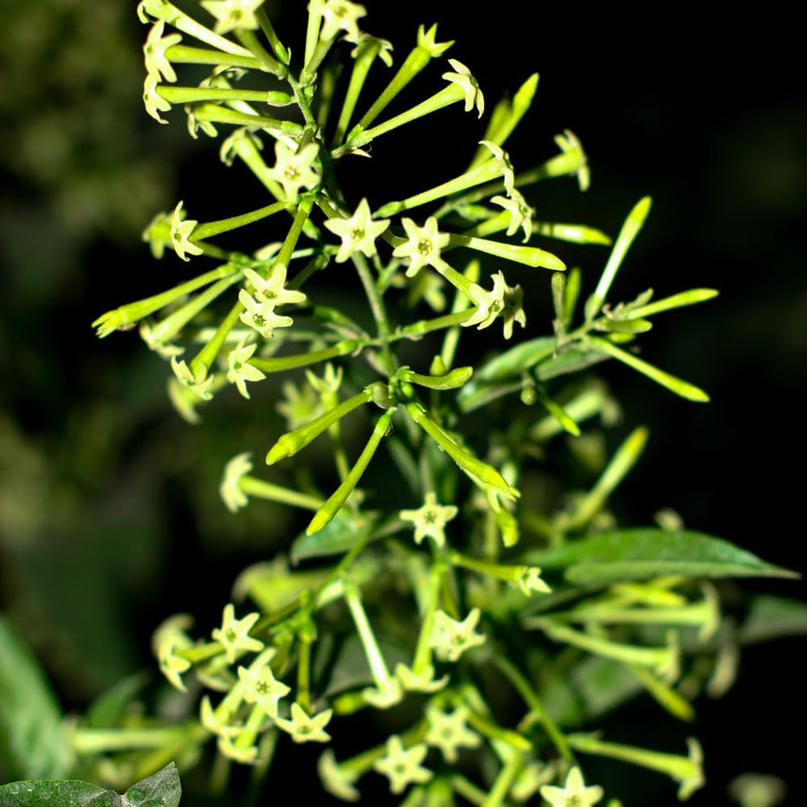 Night Blooming Jasmine Plant Live, Night Jasmine Live Plants Climbing Vine No Pot Indoor Outdoor Fragrant Flower Garden Planting