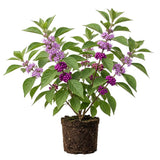 American Beautyberry Live Plant, Beauty Berry Shrub for Outdoor Garden, 12+ Inches Tall, 2-3 Year Old, Vibrant Purple Berry Bush, No Pot