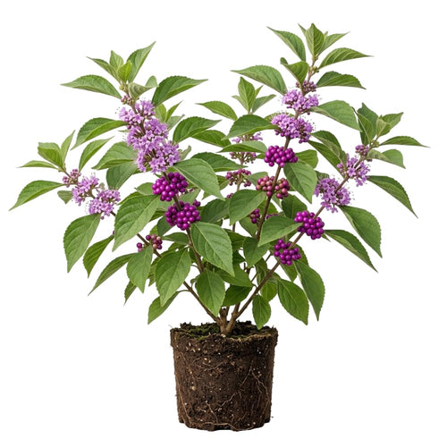 American Beautyberry Live Plant, Beauty Berry Shrub for Outdoor Garden, 12+ Inches Tall, 2-3 Year Old, Vibrant Purple Berry Bush, No Pot