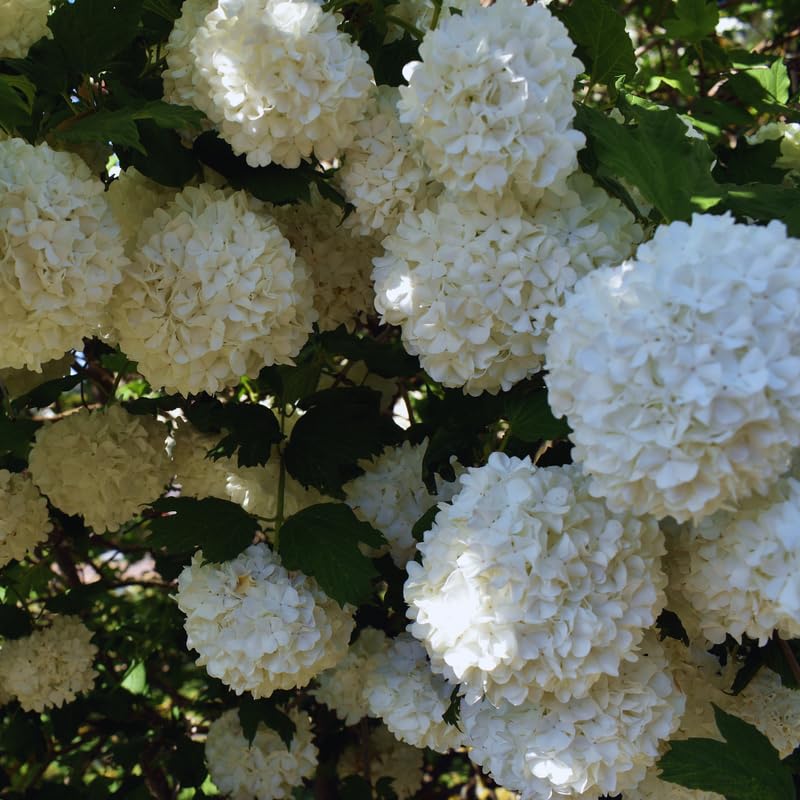Old Snowball Viburnum Live Plant, Hardy Viburnum Tree Plant, White Flower Gardening, 4 Inches Pot