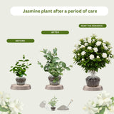 Grand Duke of Tuscany Jasmine Plants Live, Double Jasmine Live Plants, Arabian Jasmine Plant Indoor Live Fragrant Flower Garden Outdoor Planting