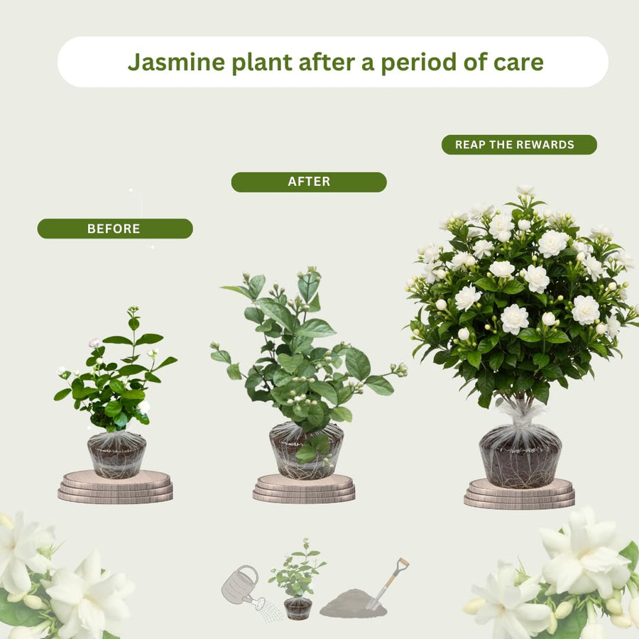 Grand Duke of Tuscany Jasmine Plants Live, Double Jasmine Live Plants, Arabian Jasmine Plant Indoor Live Fragrant Flower Garden Outdoor Planting